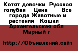 Котят девочки “Русская голубая“ › Цена ­ 0 - Все города Животные и растения » Кошки   . Архангельская обл.,Мирный г.